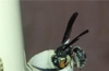 Assassin Wasp spotted in Mangaluru